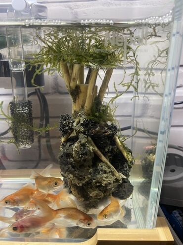 Akvarium aksessuar və ləvazimatları: Şüşə akvarium, içərisində dekorativ elementlər və canlı balıqlar var