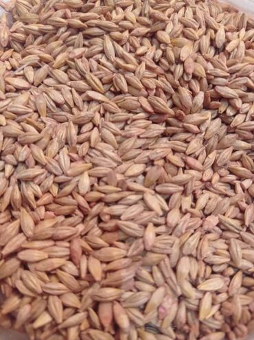 семена пшеницы для посева: Семена и саженцы Ячменя, Самовывоз, Бесплатная доставка, Платная доставка
