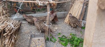 Птицы: Продаются охотничьи фазаны семья 1+4