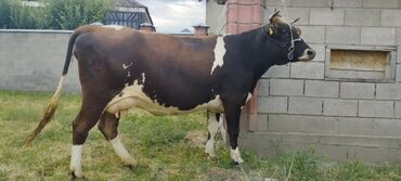 животные коровы: Продаю | Корова (самка) | Монбельярд, Айрширская | На забой, Для молока | Племенные, Осеменитель, Стельные