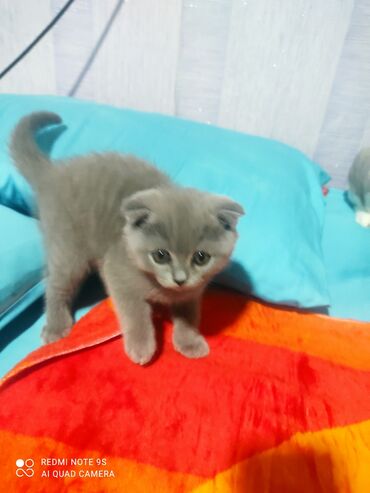 Pişiklər: Şotland, Erkək, Dişi, Yaxşı əllərə, Ünvandan götürmə — 2