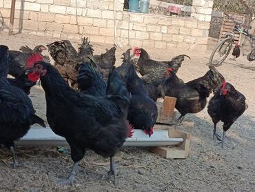 Toyuqlar: Toyuq, Australorp, Yumurtalıq — 6