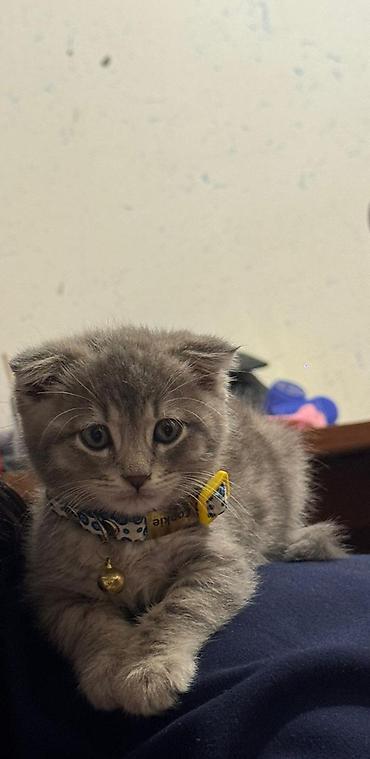 Pişiklər: Şotland — 2