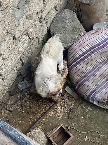 İtlər: Pekines, 2 il, Dişi, Peyvəndli, Pulsuz çatdırılma — 2