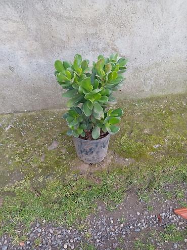 nar agacı: Succulent – Pul Ağacı (Crassula ovata) - Qalın, ətli, parlaq-yaşıl — 2