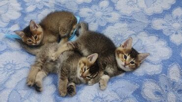 Pişiklər: Şotland uzun tüklü, Ödənişli çatdırılma — 6