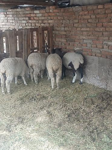 Продам с/х животных: Продаю | Овца (самка), Ягненок | Полукровка, Меринос | Для разведения, Для шерсти | Племенные, Ярка — 7