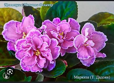 Фиалки и глоксинии: Сортовые фиалки, детки — 4