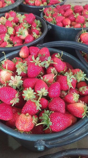 Клубника: Клубника — 21