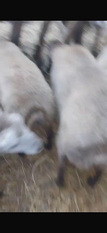 bzov: 60 dene var isdyen nomreni vatcapına yazsin video atm 0557112258 — 1