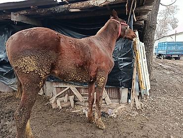 Лошади, кони: Продаю | Жеребенок | Рабочий, Конный спорт — 9