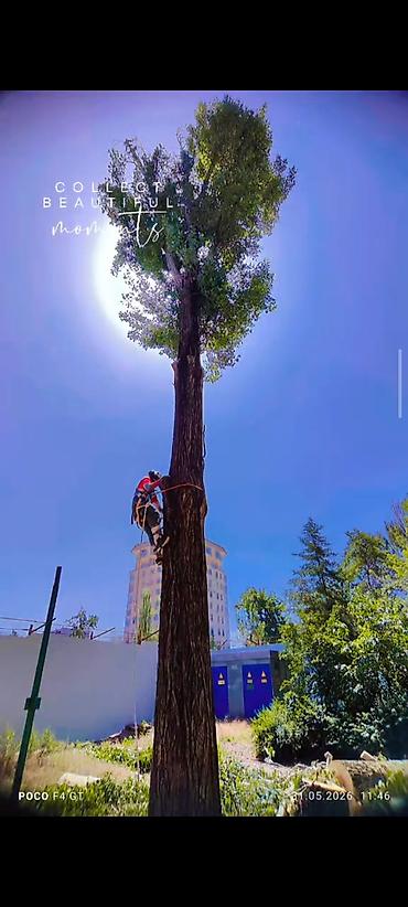 алма кол: СПИЛ ДЕРЕВА — 2