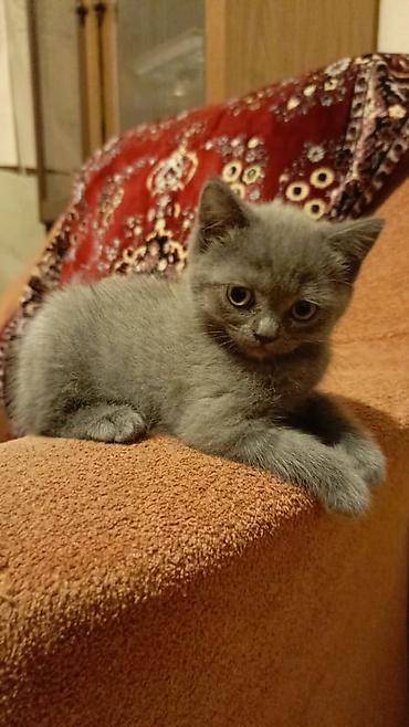 Кошки: Boz rəngli, qısa tüklü balaca pişik balası. - Rəng: bərabər tünd-boz — 2