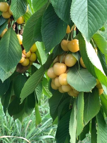 baş zəyzid torpaq: 354 sot, Kənd təsərrüfatı, Mülkiyyətçi, Kupça (Çıxarış)