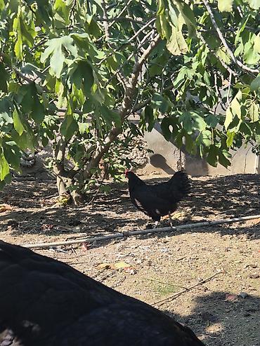 mal satisi: Toyuq, Australorp, Damazlıq — 6