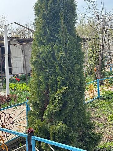 купить саженцы тополя: Продается саженцы туи, высота 2 метра, с самовывозом, село Воронцовка — 3