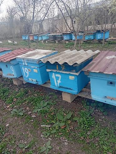 qarğa balası satılır: Ari ailəsi satilir ramkalar 23 luk və 29 luq ana arilar 25 ci ilin — 4