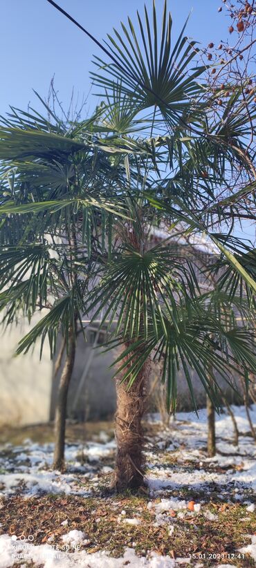 Ev və bağ: Palma agaci satilir
Govdesi 2 metrden coxdu