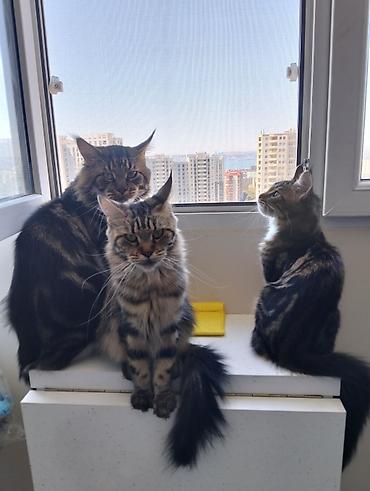 taxta qurdu: Meyn-kun, Erkək, Dişi, Ünvandan götürmə — 1