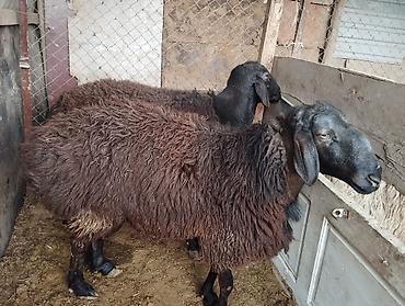 Баран, овца: Продаю | Овца (самка) | Романовская | Для разведения | Матка — 2