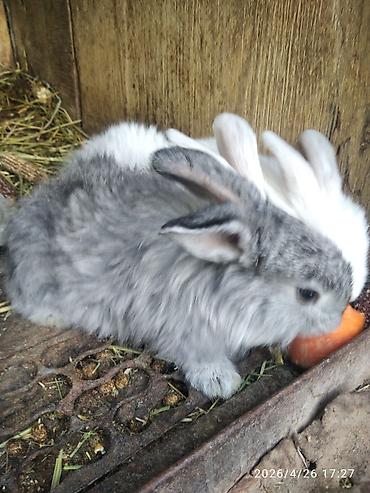 Кролики: Продаю | Крольчата — 6