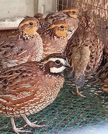 купить корм для перепелов несушек: Сатам | Тооктор, Короздор