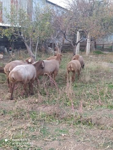 показы 1 354 72 договорная кошка даром британская короткошёрстная 1 год мальчик метис 2 позвонить написать: Продаю | Овца (самка) | Арашан | Для разведения | Племенные