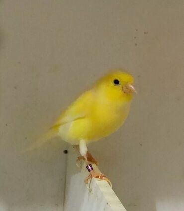 Птицы: Канарейки жёлтый поющий самец