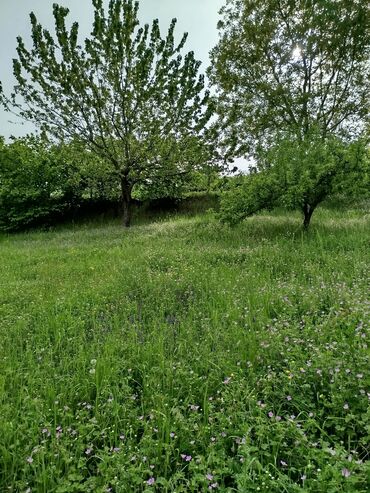 Torpaq sahələrinin satışı: 24 sot, Biznes üçün, Mülkiyyətçi, Kupça (Çıxarış) — 11