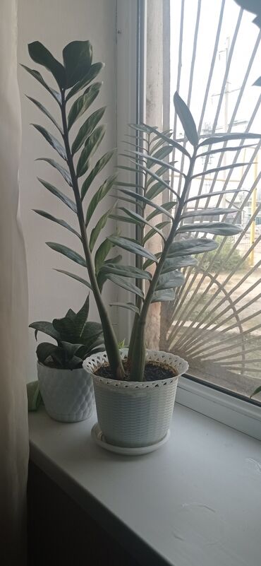 Драцены и Сансевиерии: Сансевиерия (Sansevieria, «щучий хвост») в декоративном горшке. - — 7