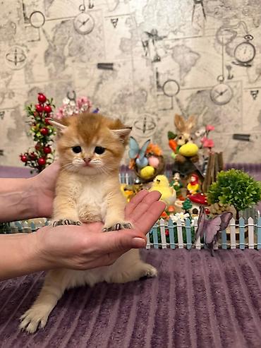 Pişiklər: Britan — 4