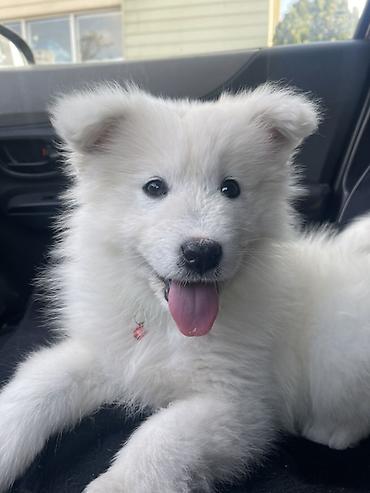 it davasi 2020: Samoyed — 1