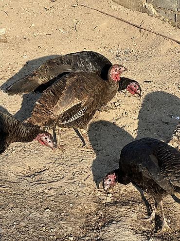 Птицы: Индюшки 10 самок и 2 самца — 8