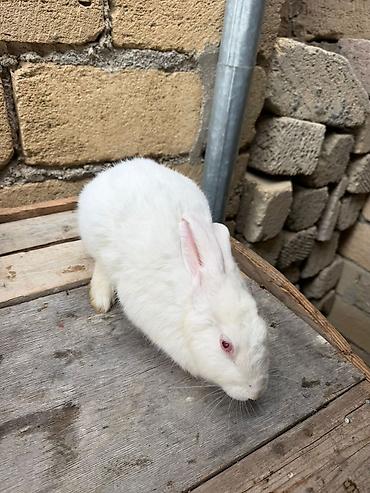 canaqlı heyvanlar: Yeri rizen sadılır riyal alıcı gelib baxada biler he bir pureblemi — 3
