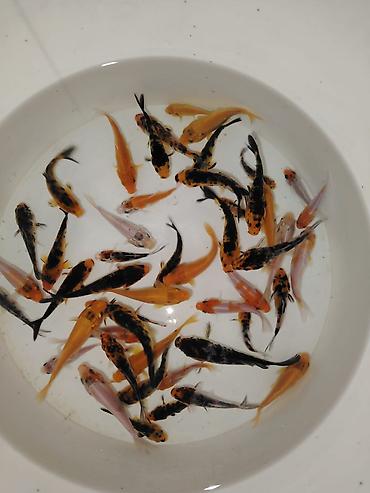 balığ yemi: Koi, Sülhsevər, Ödənişli çatdırılma — 2