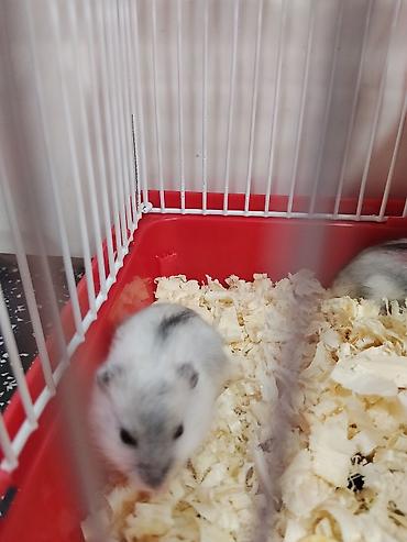 Зоотовары: Cırtdan hamsterlər – qəfəs və aksesuarları ilə Məhsul təsviri: - — 8