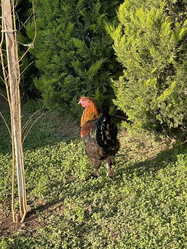 Xoruzlar: Brama xoruzları. Biri 2 illik xoruz - 100₼ İkisi 7 aylıq xoruz — 5