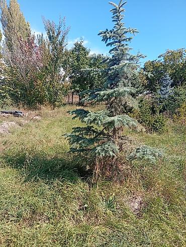 Ель голубая (Picea pungens, голубая ель) - Декоративная хвойная