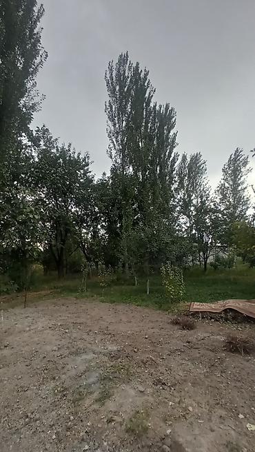 тополь на корню: Саженцы — 3