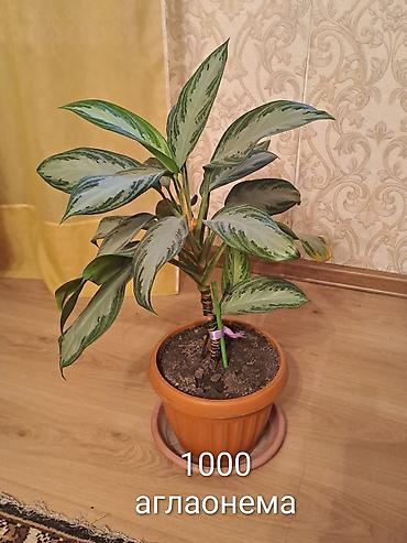 Продам комнатные цветы ( 35, 35 и 45 сантиметров )