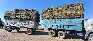 соль лизунец для животных: Сено в тюках ( третий укос ) - Заготовка луговых трав, спрессовано в — 7