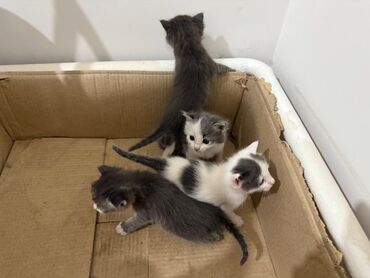 скотиш фолд шотланская вислоухая 1 месяц деврчка серый: Беспородная, 1 месяц, Мальчик, Биколор