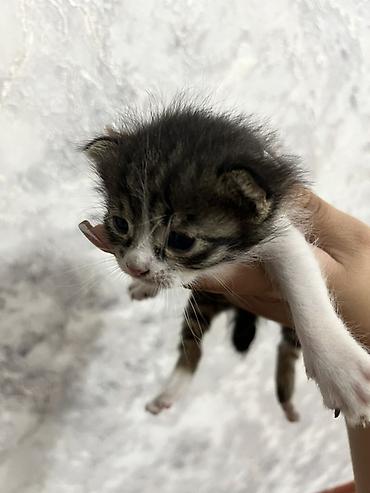 животные в аренду: Котята, помет из нескольких малышей. - Окрас: черно-белые и — 2