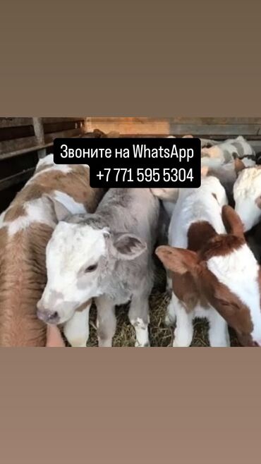 продаю бычки герофорды: Продаю | Бык (самец), Корова (самка), Тёлка | Айрширская, Алатауская, Голштин | Для молока, Для разведения, На забой | Искусственник, Не стельные, Нетель