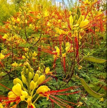 Ağaclar: Bağ bitkiləri – dekorativ ağac və kol sortları - Tulpan Maqnoliya — 23