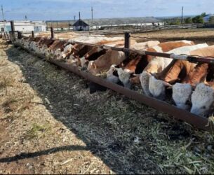 собака для охраны: Продаю | Корова (самка), Бык (самец), Тёлка | Ангус, Герефорд, Голштин | На откорм, На забой, Для разведения | Племенные