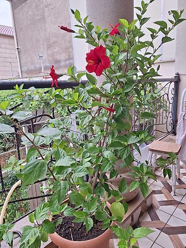 diffenbaxiya bitkisi: Qırmızı hibiskus (Çin qızılgülü) – böyük dibçəkdə, bol tumurcuqlu və — 4