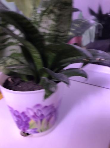 Драцены и Сансевиерии: Санcевиерия (Sansevieria, «тещин язык») и крассула (денежное дерево) в — 3