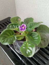 Otaq bitkiləri: Bənövşə (Afrika bənövşəsi) – bənövşəyi çiçəkli, xırda dalğalı ləçəklər