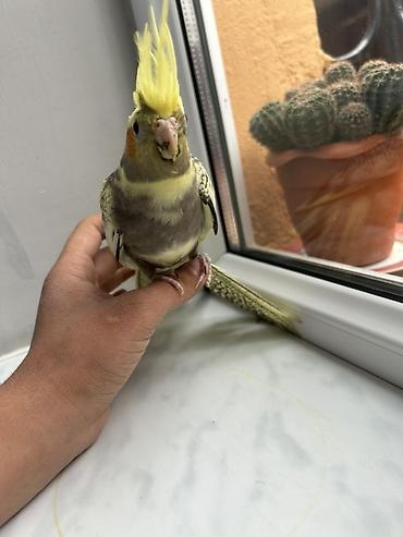 Quşlar: Nymph paraket (cockatiel) – sarı çəlpaq və boz-qara naxışlı tüklər — 4
